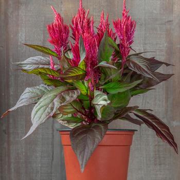 Celosia plumosa nana 'Burning Embers' (248332)