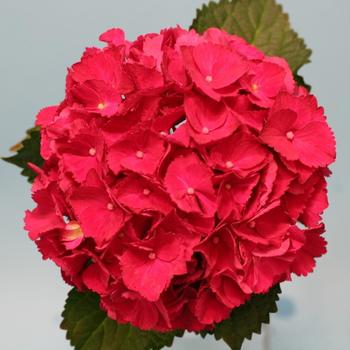 Hydrangea macrophylla Seaside Serenade® 'Hatteras' (248358)