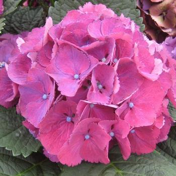 Hydrangea macrophylla Seaside Serenade® 'Hatteras' (248359)