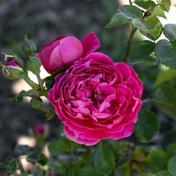 Rosa 'PowerPuff Pink®' (248365)