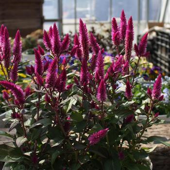 Celosia argentea 'Asian Garden' (248376)