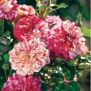 Rosa 'All American Magic™' (248378)