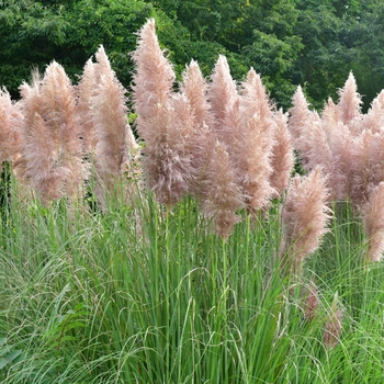 Cortaderia selloana rosea Seeds - Pink Feather Pampas Grass