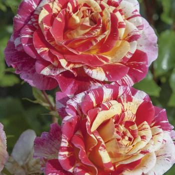 Rosa 'All American Magic™' (248413)