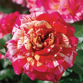 Rosa 'All American Magic™' (248414)