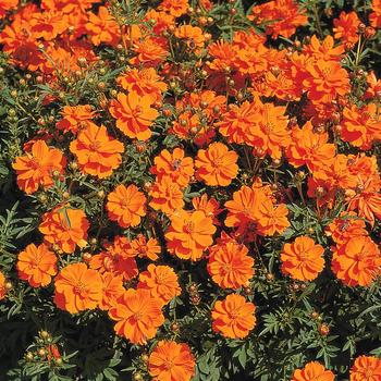 Cosmos bipinnatus 'Cosmic Orange' (248477)