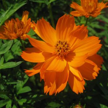 Cosmos bipinnatus 'Cosmic Orange' (248478)