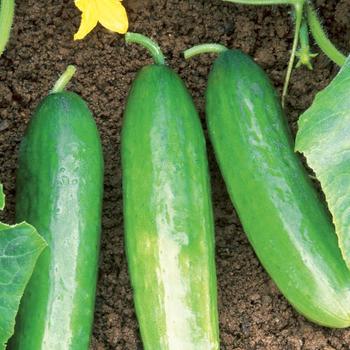 Cucumis sativus 'Diva' (248495)