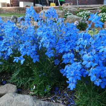 Delphinium grandiflorum 'Cheer Blue' (248498)