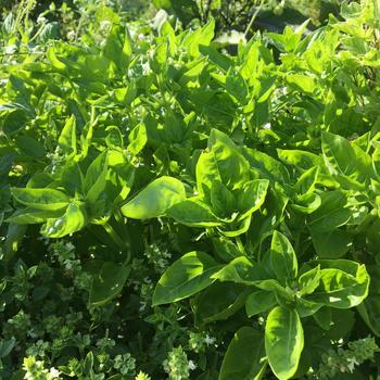 Ocimum basilicum 'Dolce Fresca' (248501)