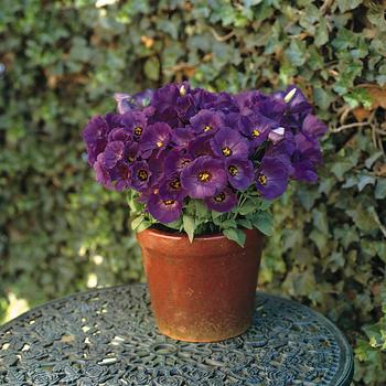 Eustoma grandiflorum 'Forever Blue' (248509)