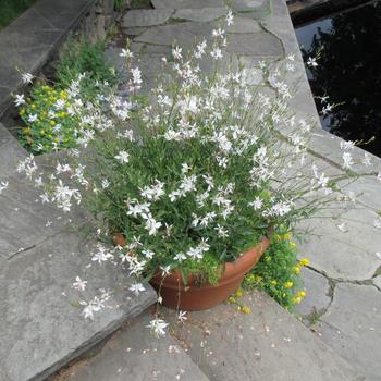 Gaura lindheimeri 'Sparkle White' (248517)