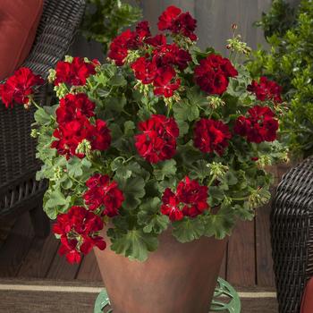 Pelargonium Calliope® Medium '' (248520)