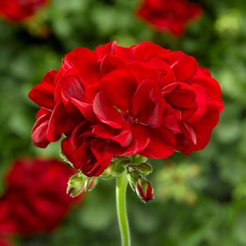 Pelargonium Calliope® Medium '' (248521)