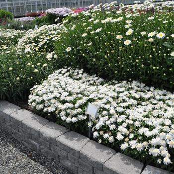 Leucanthemum x superbum 'Carpet Angel®' (248524)