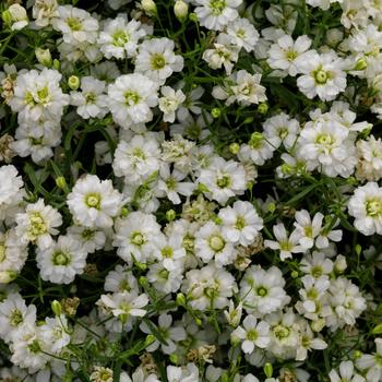 Gypsophila muralis 'Gypsy White Improved' (248526)