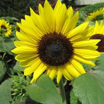 Helianthus annuus 'Suntastic Yellow with Black Center' (248527)