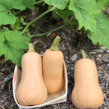 Cucurbita moschata 'Honeybaby' (248528)