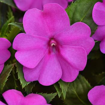 Impatiens Solarscape™ 'XL Pink Jewel' (248539)