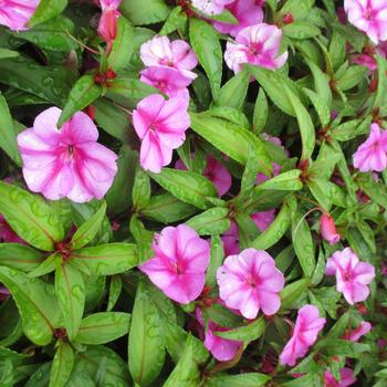 Impatiens Bounce™ 'Pink Flame' (248543)