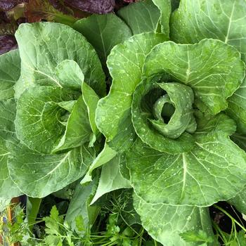 Brassica oleracea var. capitata 'Katarina' (248614)