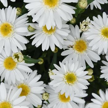 Leucanthemum maximum Sweet Daisy™ 'Birdy' (248753)