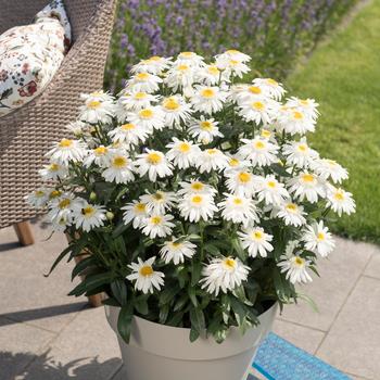 Leucanthemum maximum Sweet Daisy™ 'Birdy' (248754)