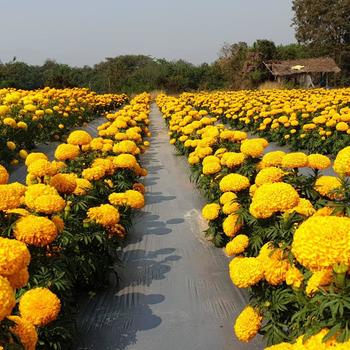 Tagetes erecta 'Siam Gold' (248758)