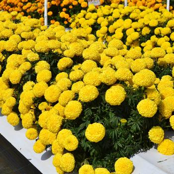 Tagetes erecta 'Big Duck Yellow' (248762)