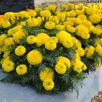 Tagetes erecta 'Big Duck Yellow' (248763)