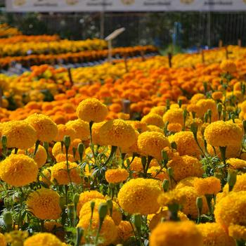 Tagetes erecta 'Garuda Deep Gold' (248765)