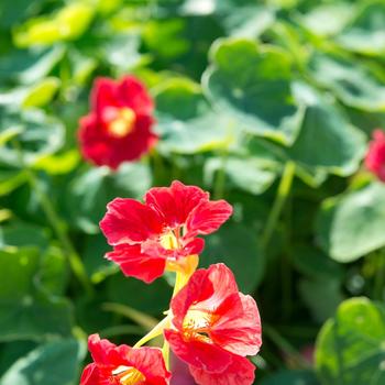 Tropaeolum minus 'Tip Top Rose' (248773)