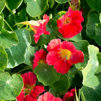 Tropaeolum minus 'Tip Top Rose' (248774)