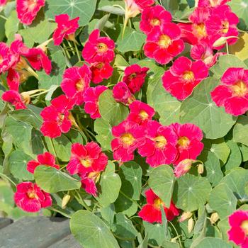 Tropaeolum minus 'Tip Top Rose' (248775)