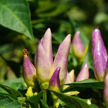 Capsicum annuum 'NuMex Easter' (248778)