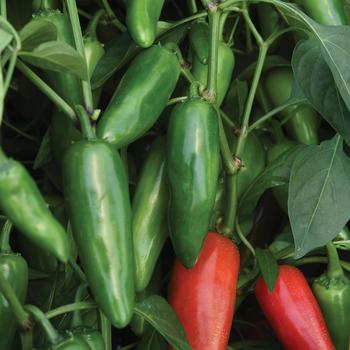 Capsicum annuum 'Pot-a-peno' (248799)