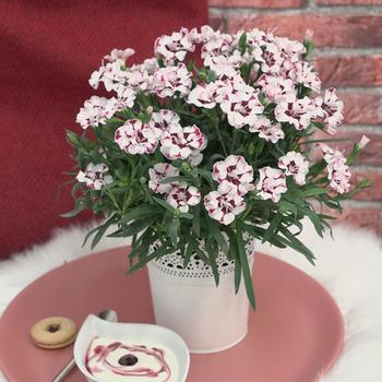 Dianthus Everlast™ '' (248825)