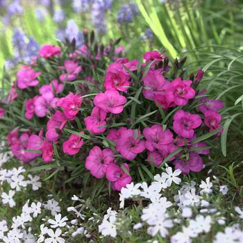 Dianthus Everlast™ '' (248832)