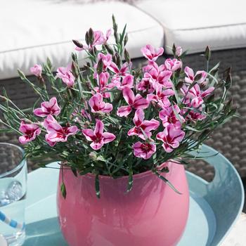 Dianthus Everlast™ '' (248839)