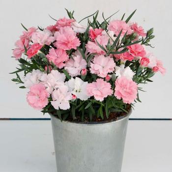 Dianthus Everlast™ '' (248841)