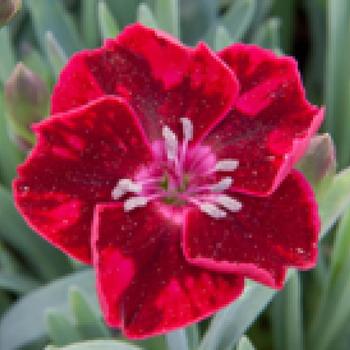 Dianthus Everlast™ '' (248849)