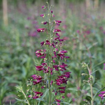 Penstemon barbatus 'Twizzle Purple' (248960)