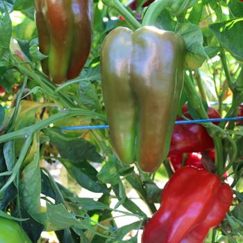 Capsicum annuum 'Red Impact' (248970)