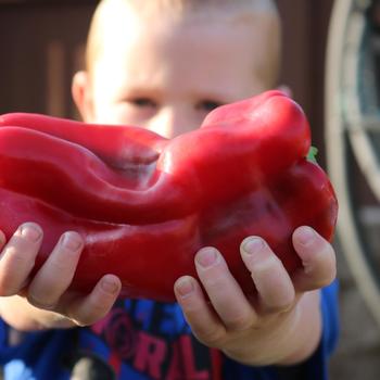 Capsicum annuum 'Red Impact' (248971)