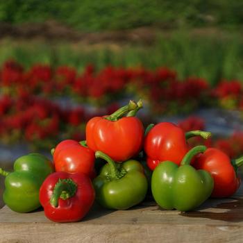 Capsicum annuum 'Chili Pie' (248989)