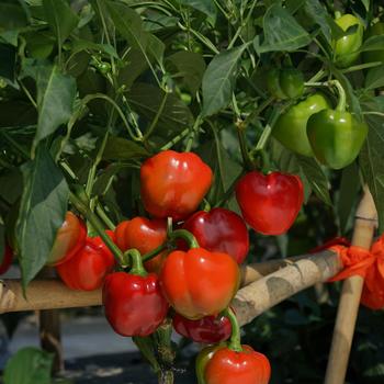 Capsicum annuum 'Sweetie Pie' (248991)