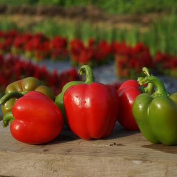 Capsicum annuum 'Sweetie Pie' (248992)