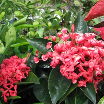 Ixora coccinea 'Nora Grant' 