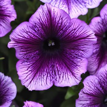 Petunia SureShot™ '' (249073)