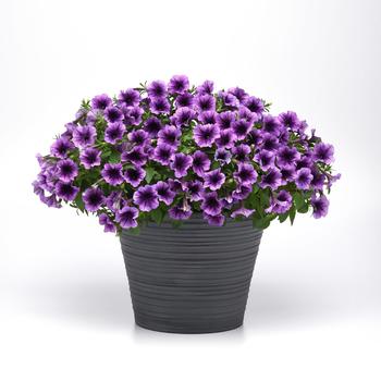 Petunia SureShot™ '' (249074)